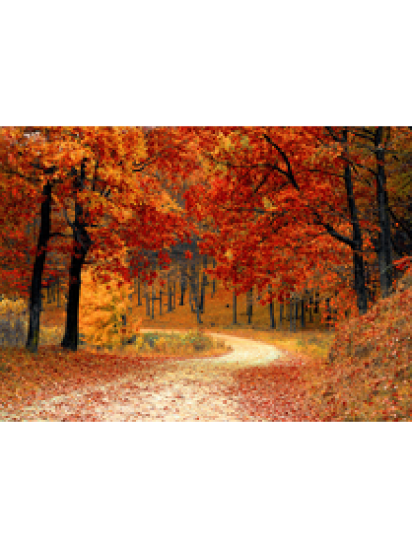 pixabay-1072821_thumb (3)